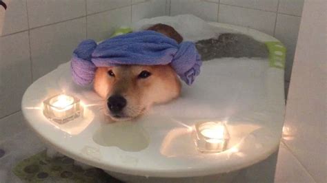 Dog Relaxing In Bubble Bath | Bubble bath, Bubbles, Dogs