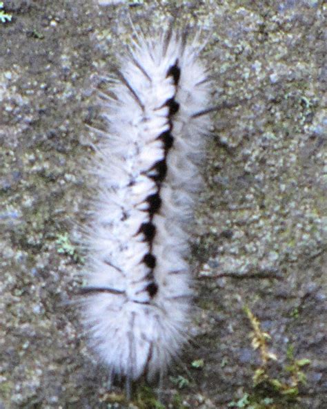 White Wooly Worm | Worm on a rock at the pic nic area known … | Flickr