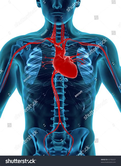 Human Heart Skeleton Stock Illustration 52730257 - Shutterstock