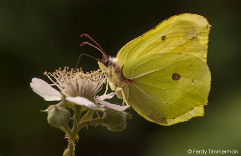 Common Brimstone (Gonepteryx rhamni) | Brimstone, National parks, Days in july