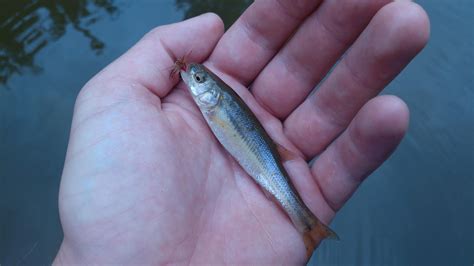 Creek chub : r/MicroFishing