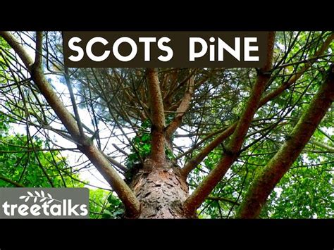 Scots Pine Tree - Facts & Identification - Gardeninguru