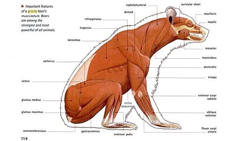 Polar Bear Skeleton Diagram