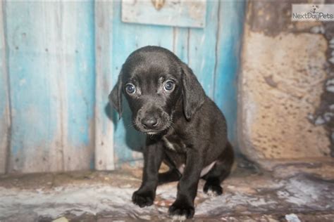 Hans Solo: Weimardoodle puppy for sale near Jacksonville, Florida. | b1de216b-1451