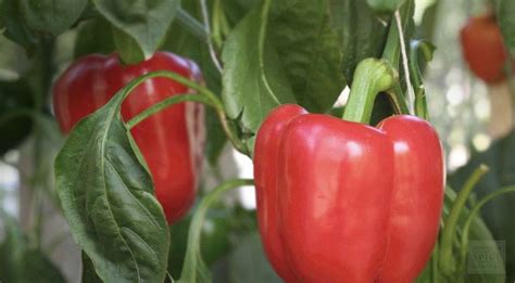 Paprika | Stuffed peppers, Paprika, Types of peppers