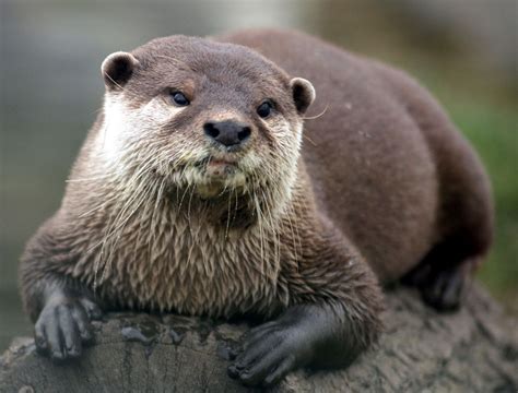 Loutre | Funny animal memes, Animal mashups, Funny pictures can't stop laughing