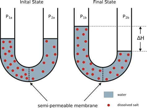 Semipermeable Membrane: Definition & Examples | Biology Dictionary