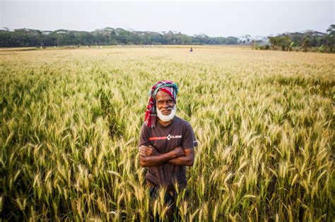 Assessing the effectiveness of a “wheat holiday” for preventing blast ...