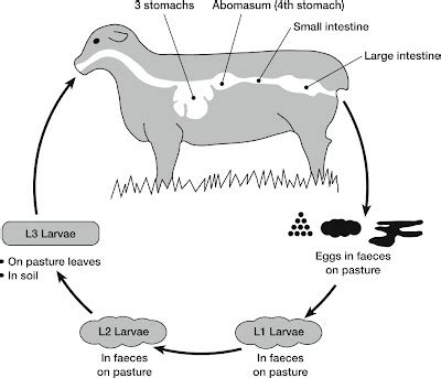 Dr Meducci vet's blog: Haemonchosis (Barber's pole worm) infestation