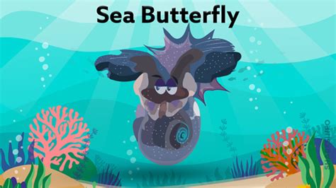 Sea Butterfly - sharksinfo.com