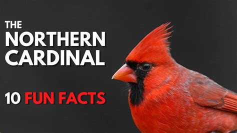 The NORTHERN CARDINAL | 10 FACTS about them - YouTube