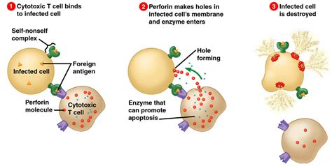 # 61 Action of T-lymphocytes | Biology Notes for A level