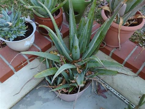 Aloe vera Propagation and Transplanting | Greens and Machines