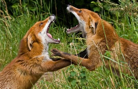 "Fighting Foxes" by Sean Cameron | Redbubble