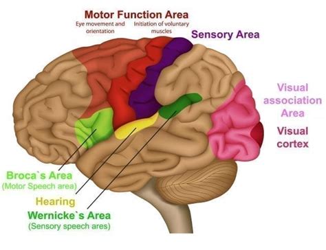 Sensory Memory: The Motor Behind Your Hidden Abilities - CogniFit Blog: Brain Health News