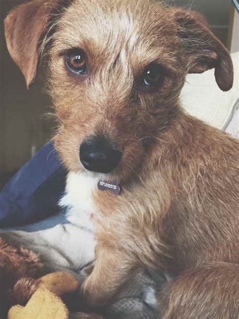 Dachshund Terrier Mix For Adoption: A Loving Companion Awaits 🐕 | PETSIDI