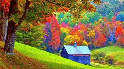 Download Tree Fall Forest Man Made Shed HD Wallpaper