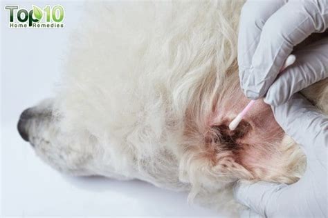 Home Remedies for Ear Mites in Dogs | Top 10 Home Remedies | Dog ear ...