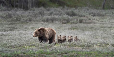 Grand Teton Wildlife Tours | Backcountry Safaris