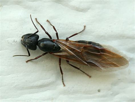 Winged Queen Carpenter Ant - Camponotus - BugGuide.Net