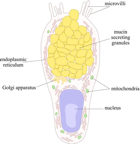 Figure 10 from Assessing goblet cell metaplasia and expression of peptidase inhibitor 15 in ...