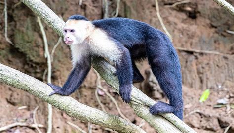 Panamanian White-Faced Capuchin Facts, Habitat and Information