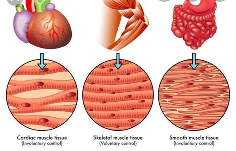 with the help of diagram, state the differences between striated and ...