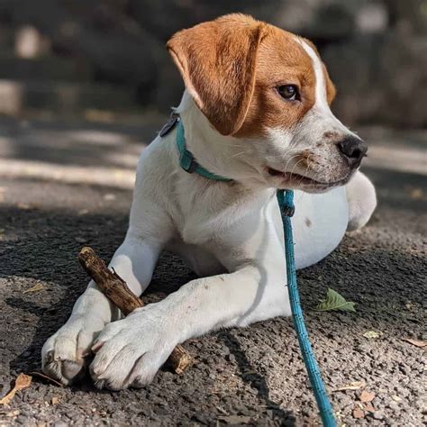 Beagle Pitbull Mix: Breed Information and Pictures