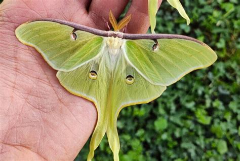 9 Luna Moth Symbolism and Spiritual Meaning (Updated)