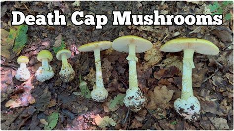 Death Cap Mushrooms (Amanita phalloides) | How to identify and avoid ...