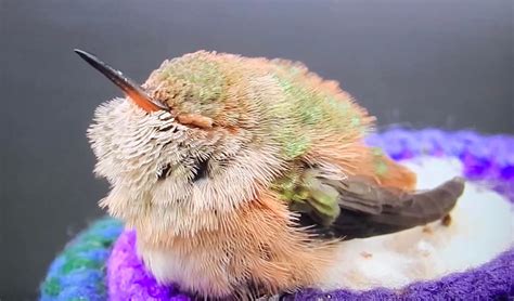 This is what a baby hummingbird looks like : mildlyinteresting | Baby ...