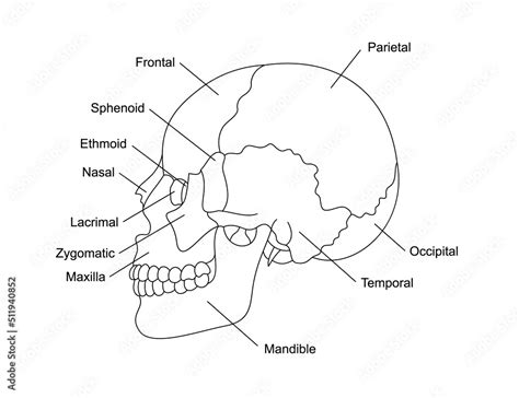 Human skull bones anatomy with descriptions. Cranial parts structure. Human internal organ ...