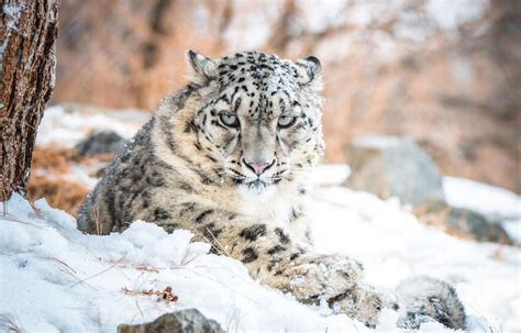 Species in news: Snow Leopard - Civilsdaily