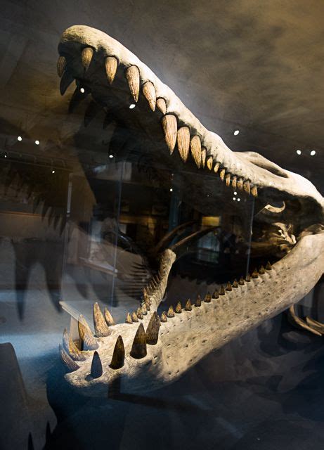 Fossils - Harvard Natural History Museum | Dinosaur fossils ...