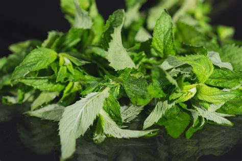 Mint Leaves on Black Background. Peppermint Lying on Table Stock Photo - Image of menthol ...