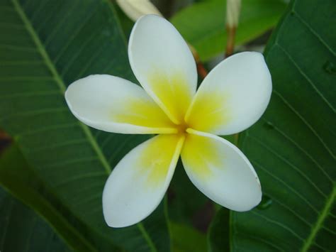 Free picture: frangipani, flower, white flower petals, up-colse, green leaves