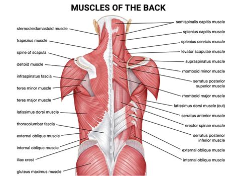 How to Treat a Pulled Back Muscle in 8 Steps - NJ's Top Orthopedic Spine & Pain Management Center