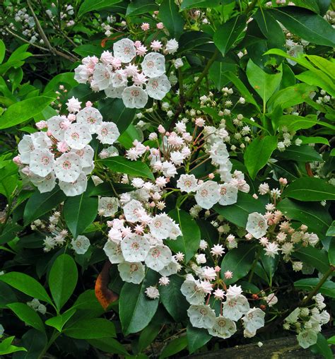 Semillas de laurel de montaña Kalmia latifolia | Etsy