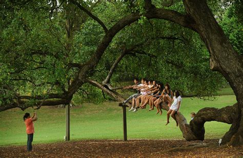 Get to know these 9 well-known Heritage Trees | The Straits Times