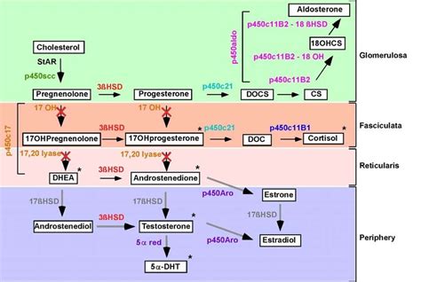 Adrenal Gland Hormone Pathway