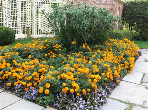 22 Summer Flower to Brighten Your Cottage Garden Ideas - Talkdecor