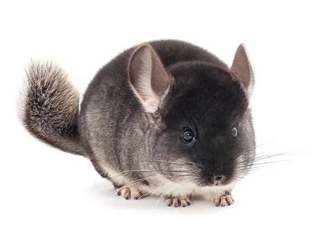 Chinchilla Behavior 101 | What is your Chinchilla Expressing ...