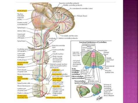 Vestibular and Cerebellar Ataxia - Julius King Kwedhi