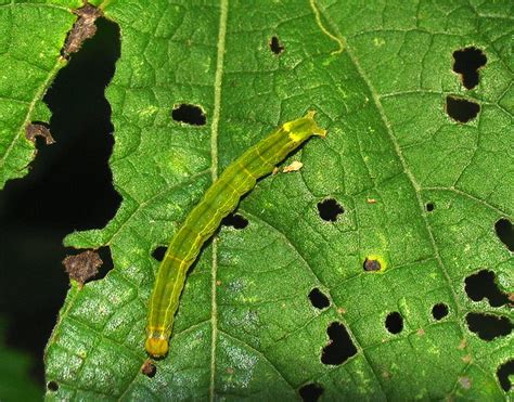 Camouflage Caterpillar | Flickr - Photo Sharing!