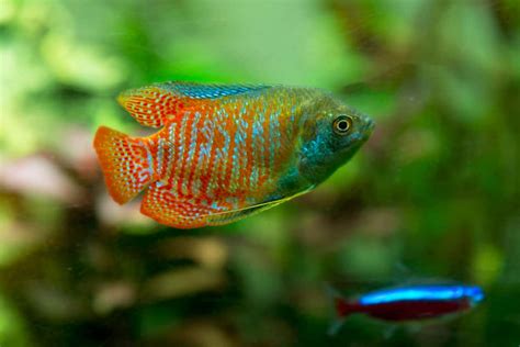 Dwarf Gourami - Care, Breed Profile, Diet, Breeding and Other Advice