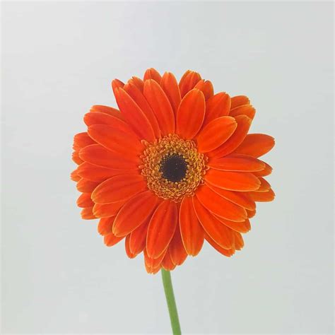 GERBERA DAISY- ORANGE - Wholesale Bulk Flowers - Cascade Floral