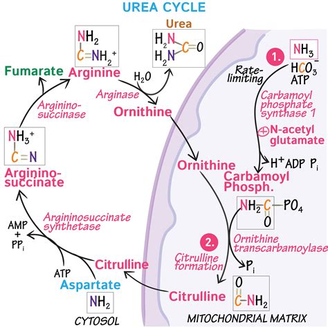 Biochemistry Glossary: Urea Cycle | Draw It to Know It