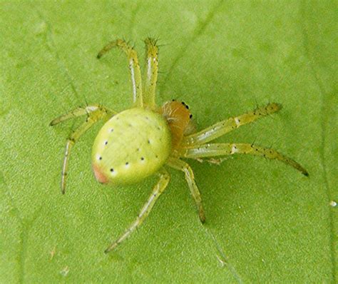 Free photo: Green spider - 2013, Spring, Spider - Free Download - Jooinn