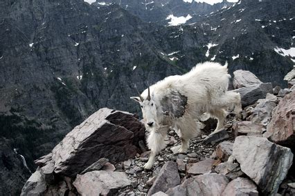 Wildlife - Alpine Tundra