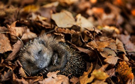 Hedgehog hibernation being interrupted by mild weather, Wildlife Trust warns